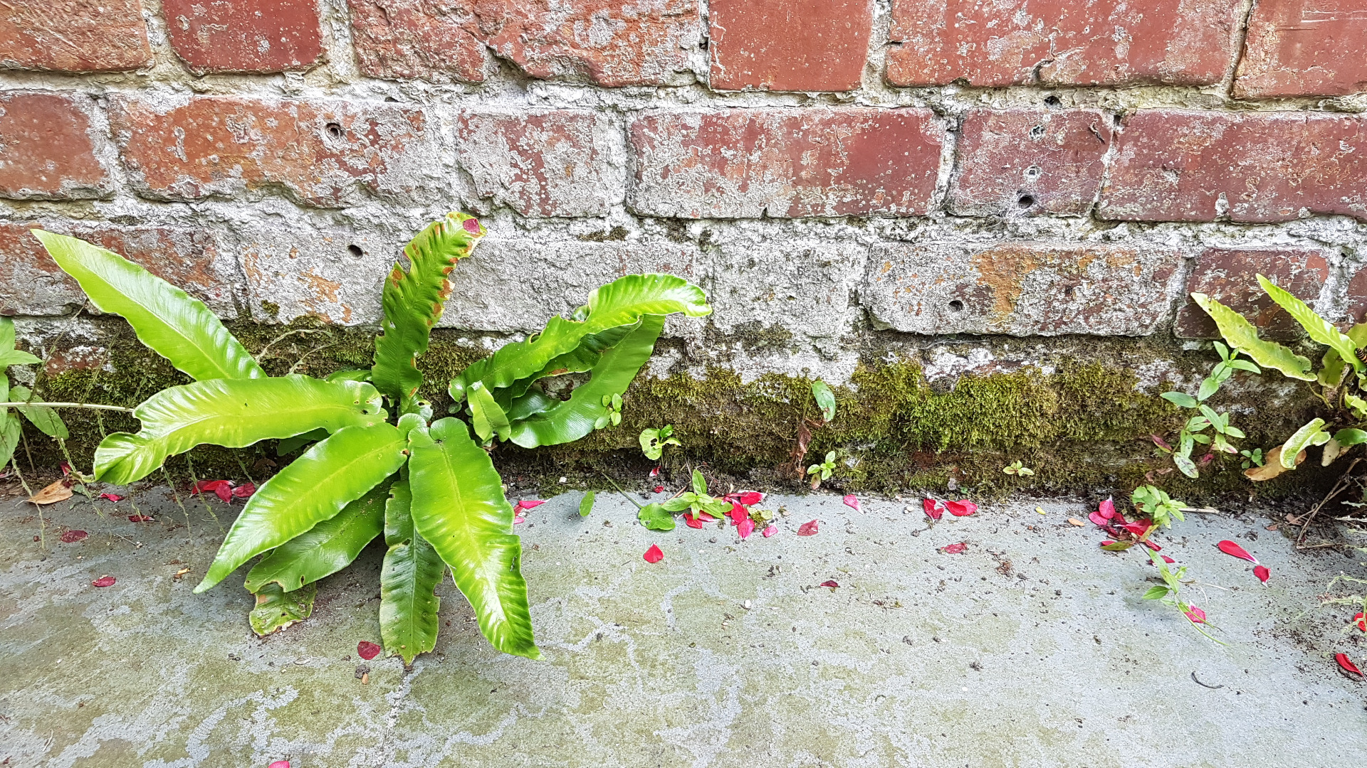 Psychanalyse Gent gesprekstherapie volwassenen